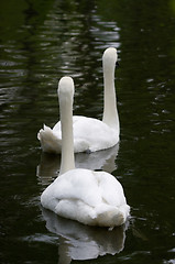 Image showing Swans