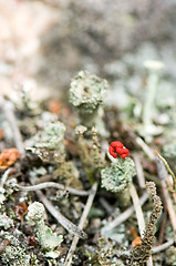 Image showing Lichen