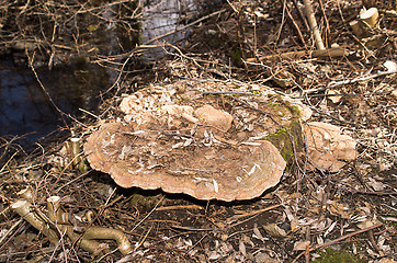 Image showing Polypore