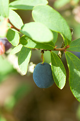 Image showing Bilberry