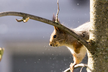 Image showing Squirrel