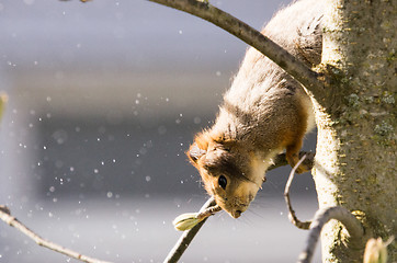 Image showing Squirrel