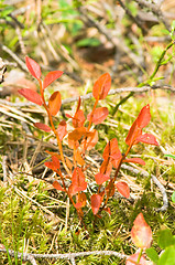 Image showing Twig plant