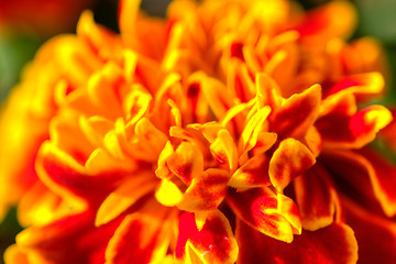 Image showing Marigold