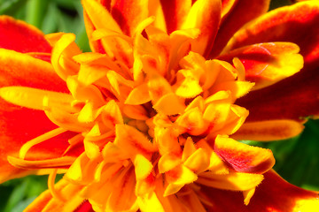 Image showing Marigold