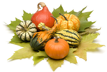 Image showing pumpkin