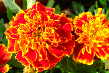 Image showing Marigold