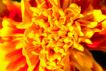 Image showing Tagetes