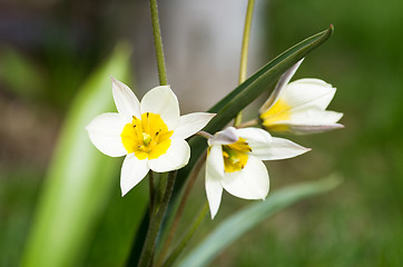 Image showing Tulips