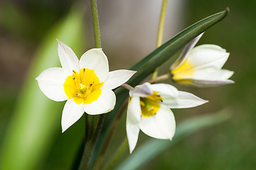 Image showing Tulips