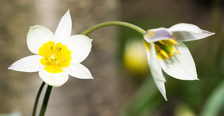 Image showing Turkestanica