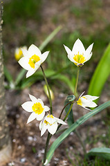 Image showing Tulips