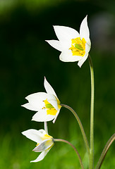 Image showing Tulips