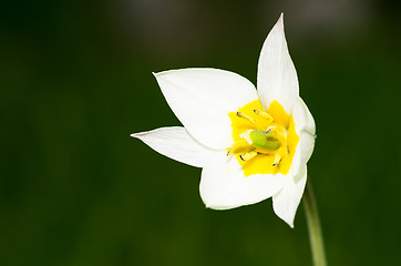 Image showing Tulip