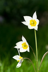 Image showing Tulips