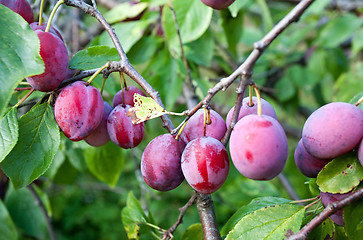 Image showing plums on tree branch