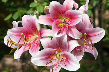 Image showing big lily bunch flower