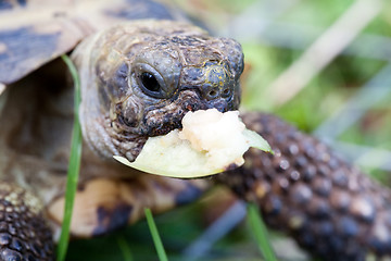 Image showing eating tortoise