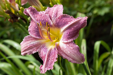 Image showing wilted lily