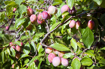 Image showing plums on tree branch