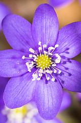 Image showing Hepatica nobilis