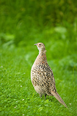 Image showing Pheasant