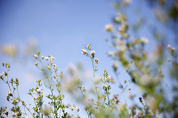 Image showing Spring awakening in the nature