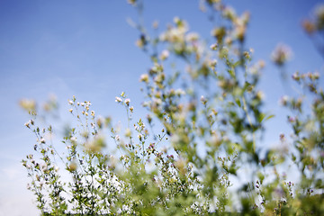 Image showing Spring awakening in the nature