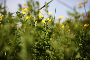 Image showing Spring awakening in the nature