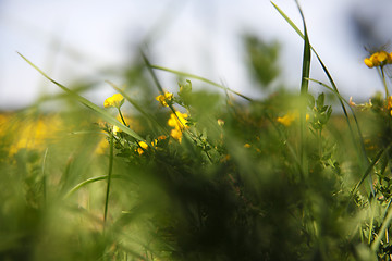 Image showing Spring awakening in the nature