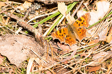 Image showing Butterfly