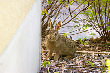 Image showing Hare