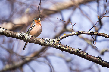 Image showing Fringilla coelebs