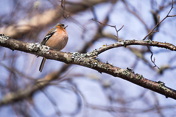 Image showing Fringilla coelebs