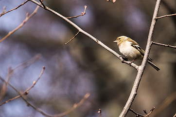 Image showing Fringilla coelebs