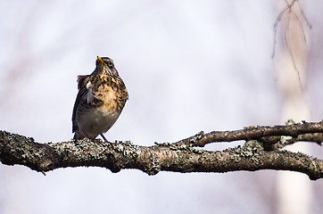 Image showing Fieldfare