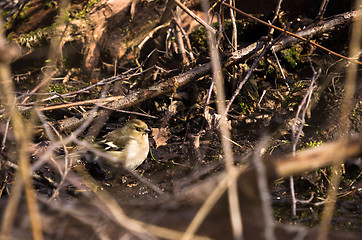 Image showing Fringilla coelebs