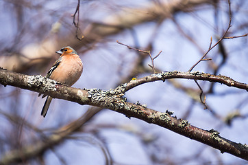 Image showing Fringilla coelebs