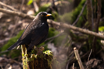 Image showing Blackbird