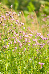 Image showing Meadow