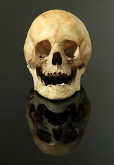 Image showing skull