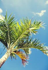 Image showing palm tree over blue sky with white clouds