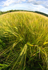 Image showing Wheatfield