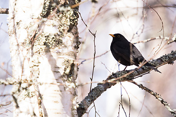 Image showing Blackbird