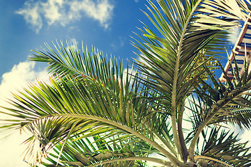 Image showing palm tree over blue sky with white clouds