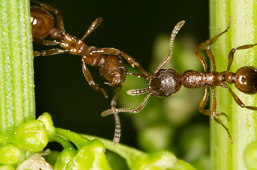 Image showing Ants