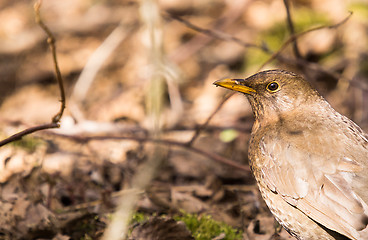 Image showing Blackbird