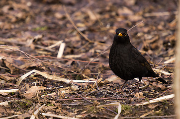 Image showing Blackbird