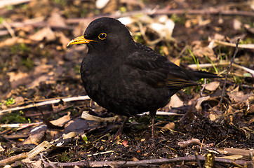 Image showing Blackbird