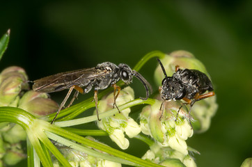 Image showing Wasp